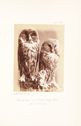 Photograph of owls