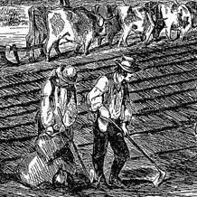Illustration of farmers ploughing with cattle