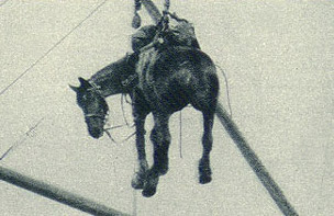 Horse in harness being unloaded from a ship