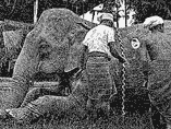 Men with elephant