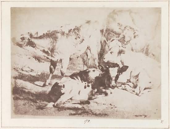 Print of Thomas Sidney Cooper's drawing of cattle.