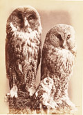 Photograph of owls