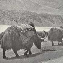 Yaks on mountain path, photograph