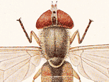 Colour illustration of a winged insect