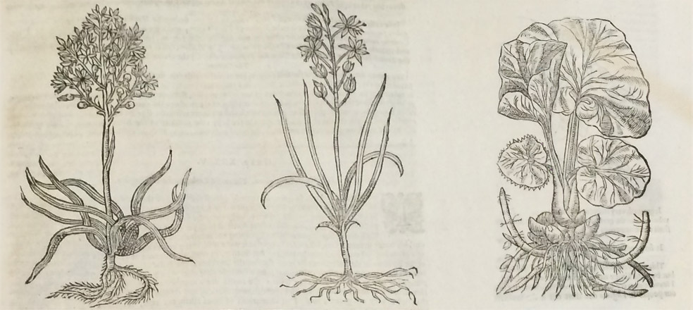 John Parkinson’s herbal of plants from across the world.