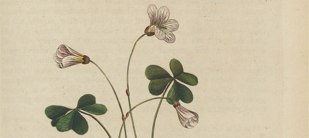 Medical Botany by William Woodville contains descriptions of medical plants with coloured plates.
