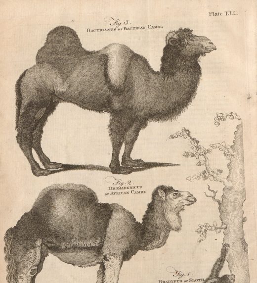 Bactrianus or Bactrian Camel, volume 1 A-B, Plate EIX