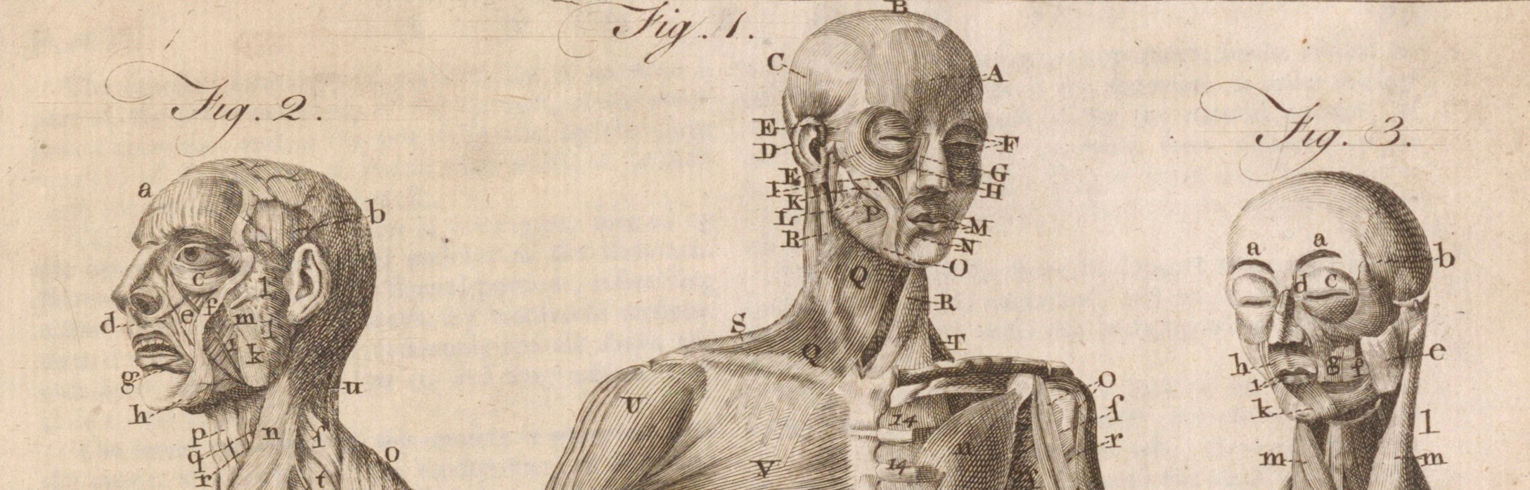 Plate XV in the anatomy section of volume one of the Encyclopaedia Britannica published in 1771.