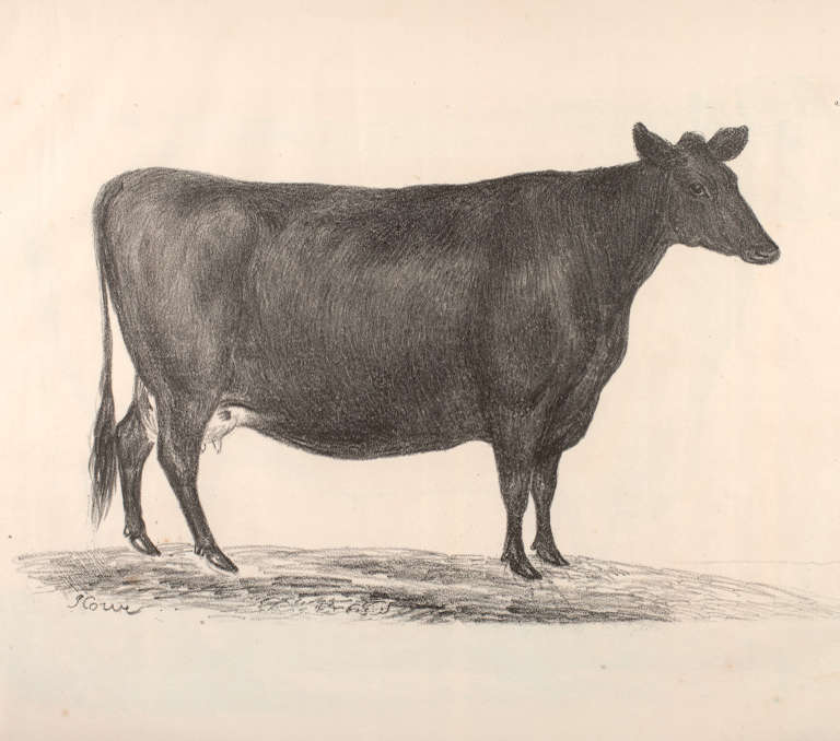 Cow, illustration
