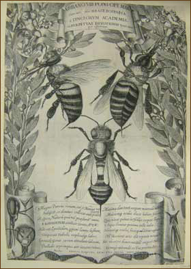 Matthaeus Greuter's engraving of bees