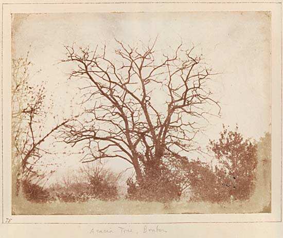 Acacia Tree, Bruton, Somerset.