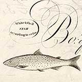 Fish illustration on bill